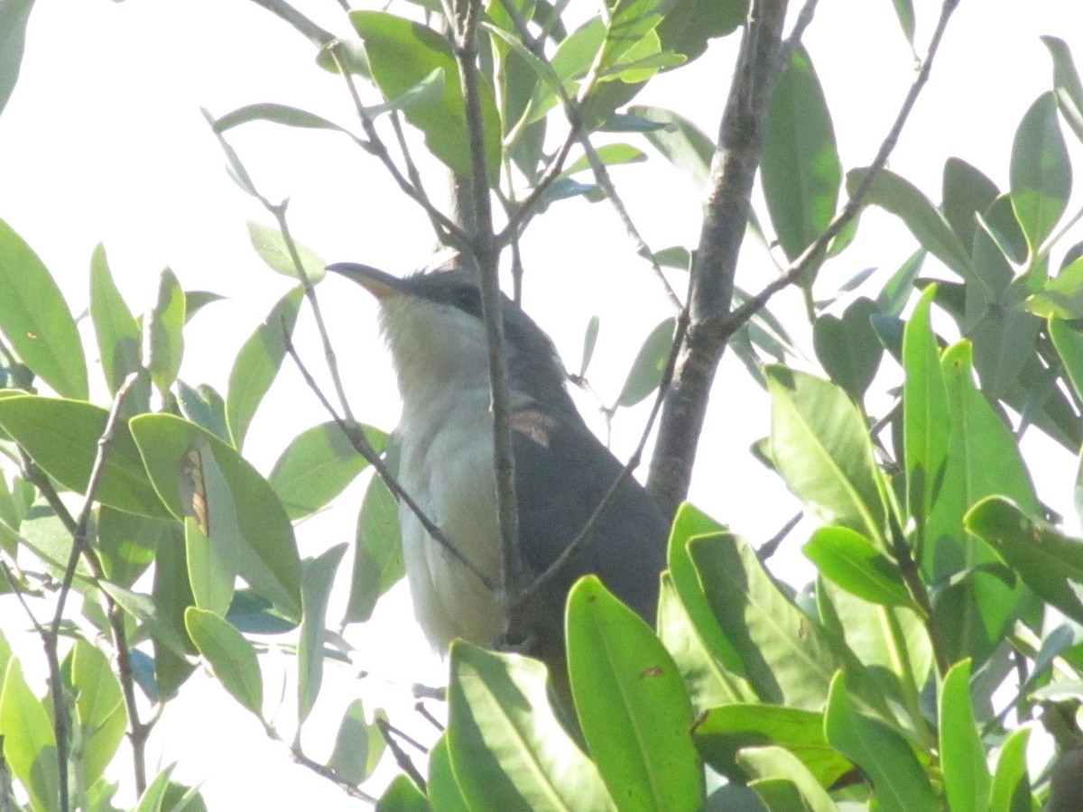 Mangrove Cuckoo - ML620196822