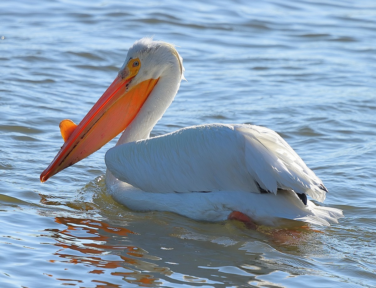 American White Pelican - ML620196824