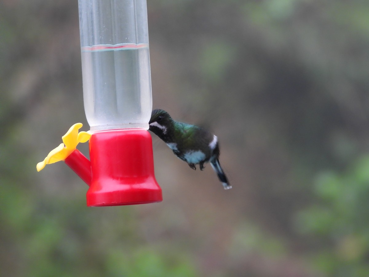 kolibřík trnoocasý - ML620196825