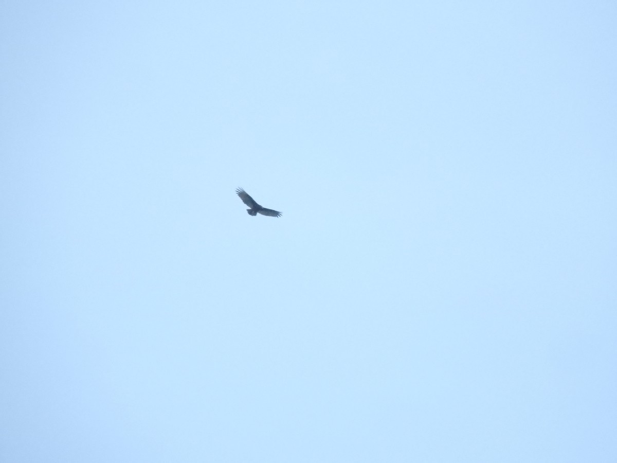 Turkey Vulture - ML620196830