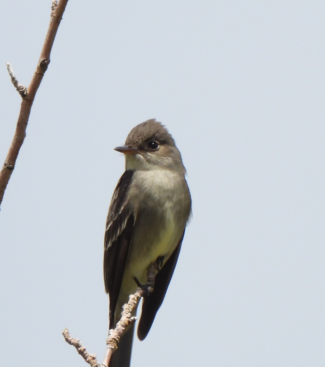 Western Wood-Pewee - ML620196841