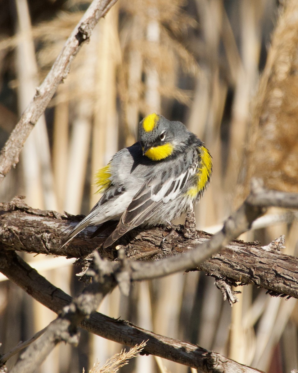 Yellow-rumped Warbler - ML620196844