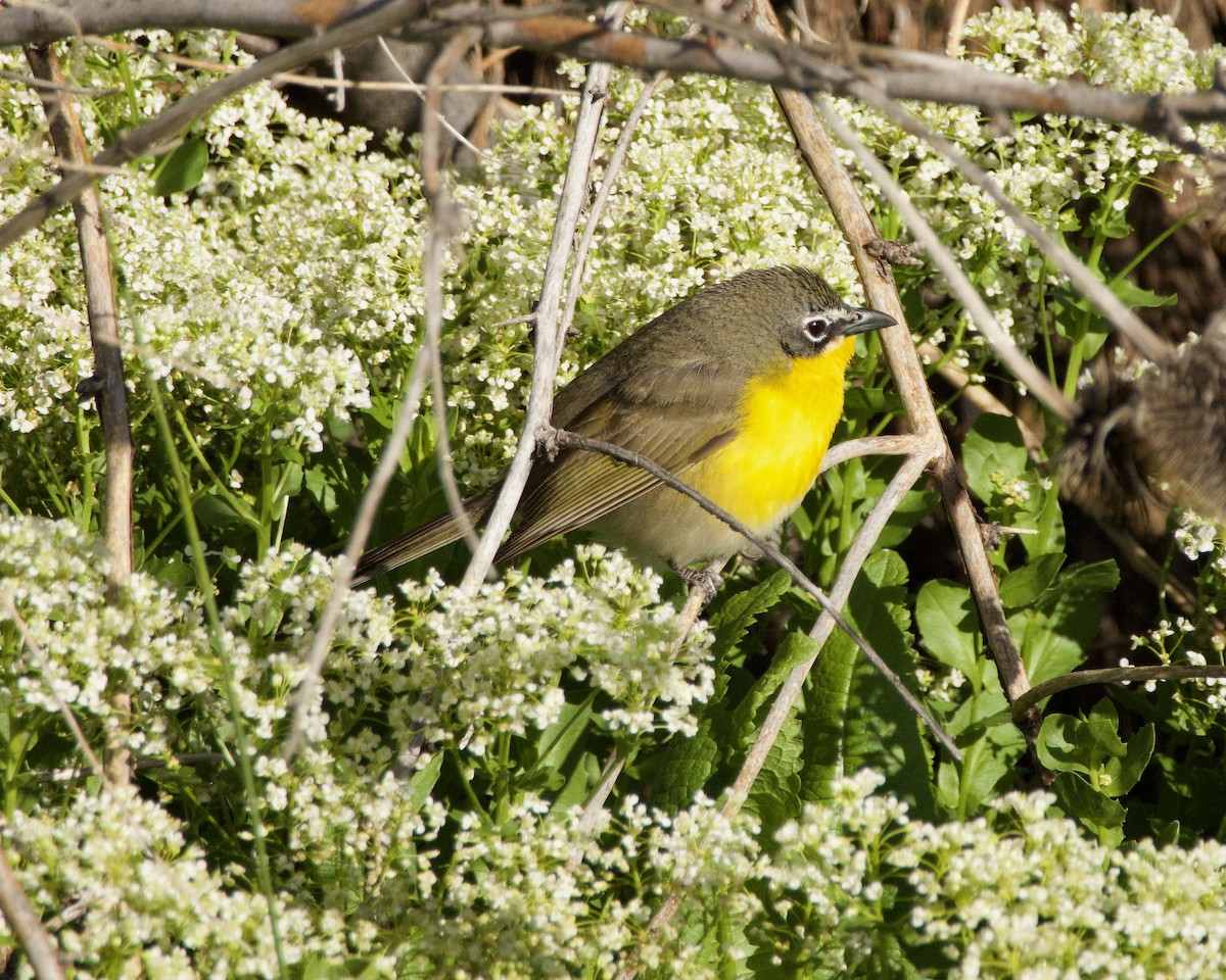 Yellow-breasted Chat - ML620196849