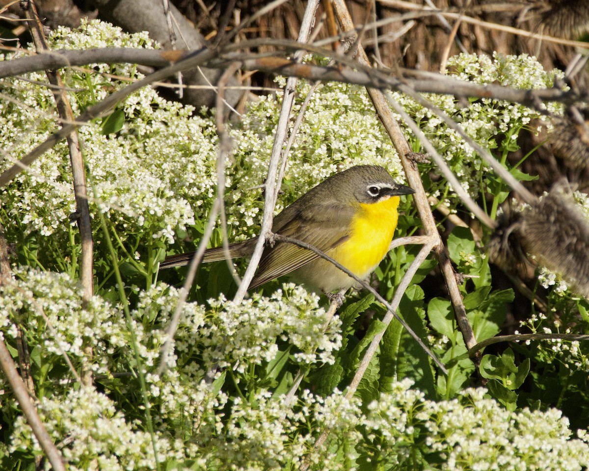 Yellow-breasted Chat - ML620196850