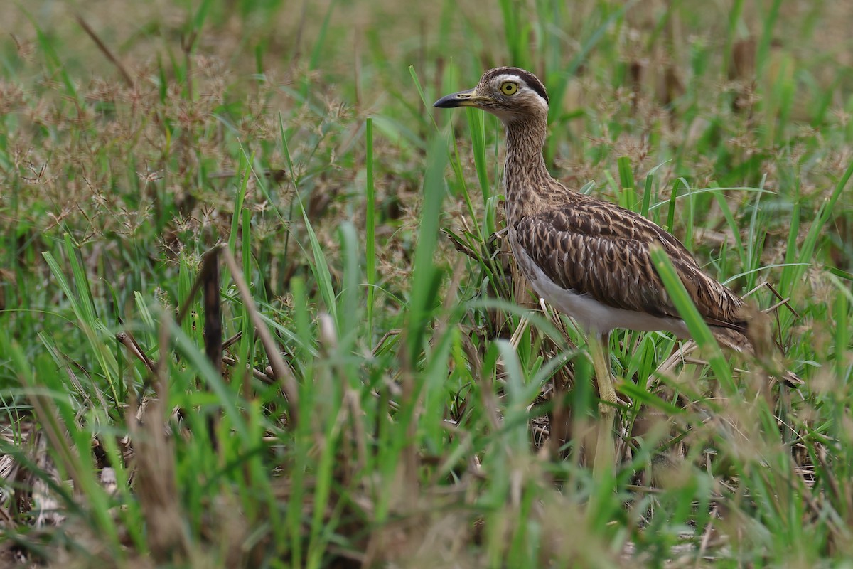 Double-striped Thick-knee - ML620196854