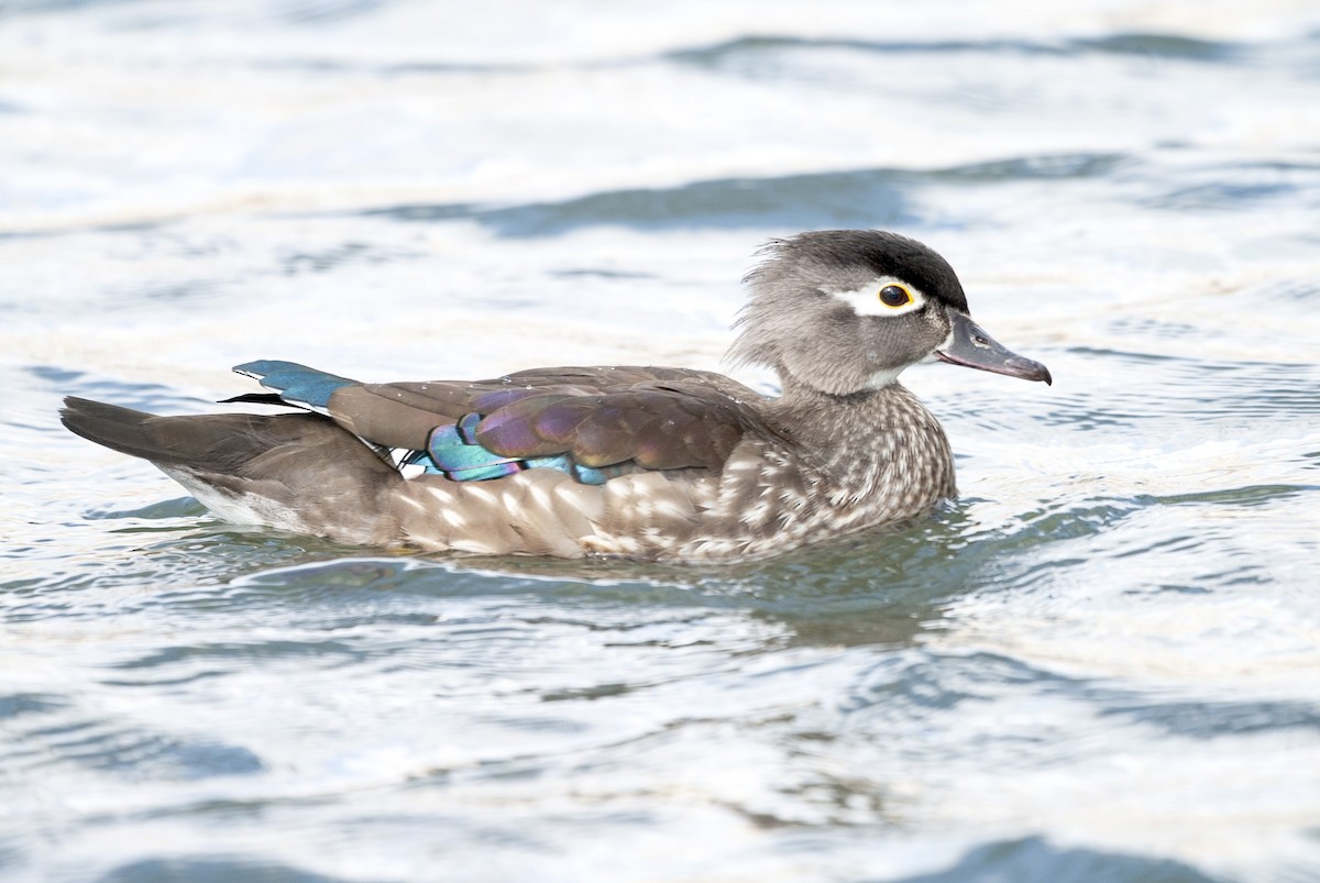 Canard branchu - ML620196857