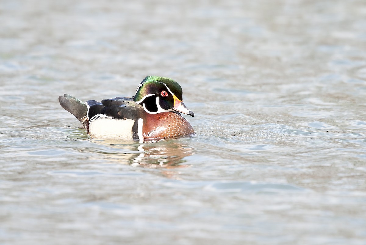 Wood Duck - ML620196860