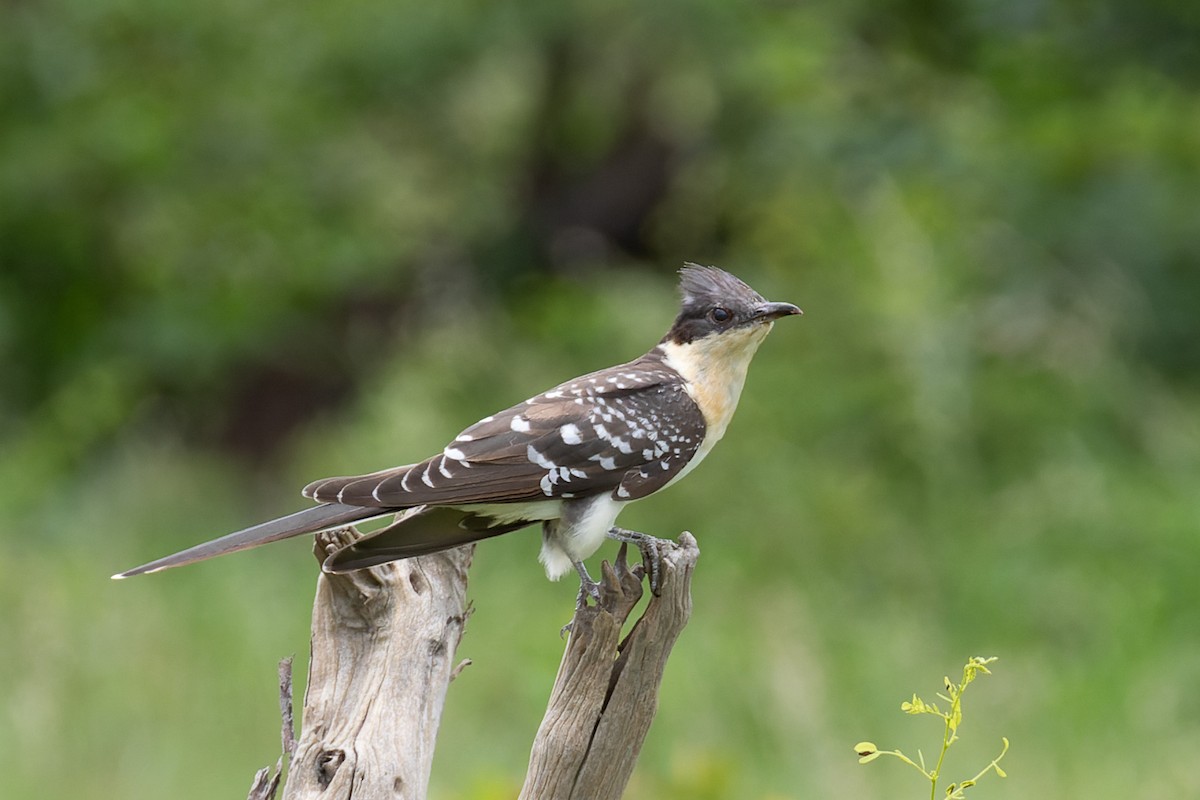 Great Spotted Cuckoo - ML620196868