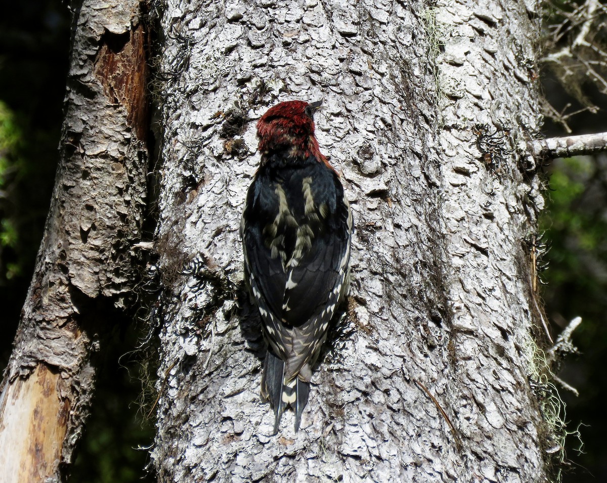 Red-breasted Sapsucker - ML620196871