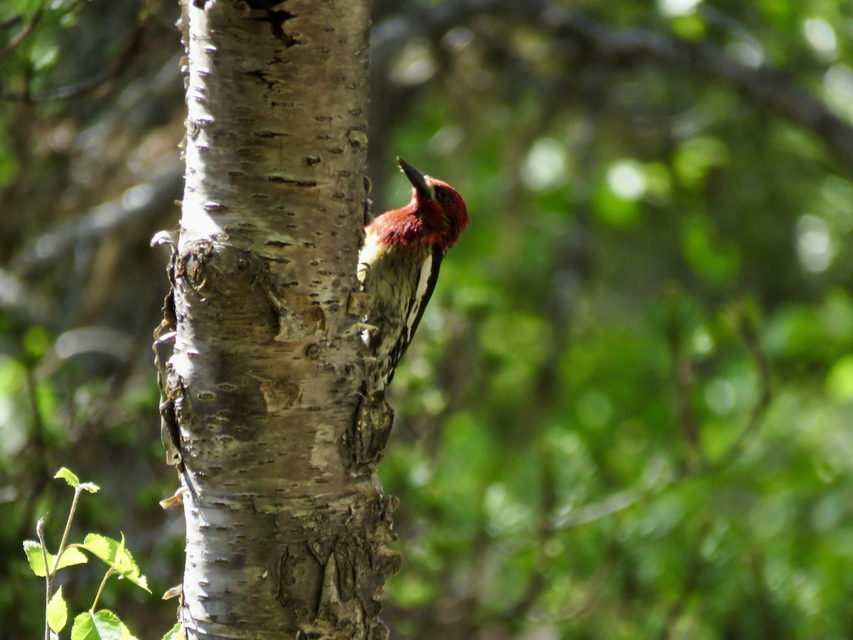 Red-breasted Sapsucker - ML620196872