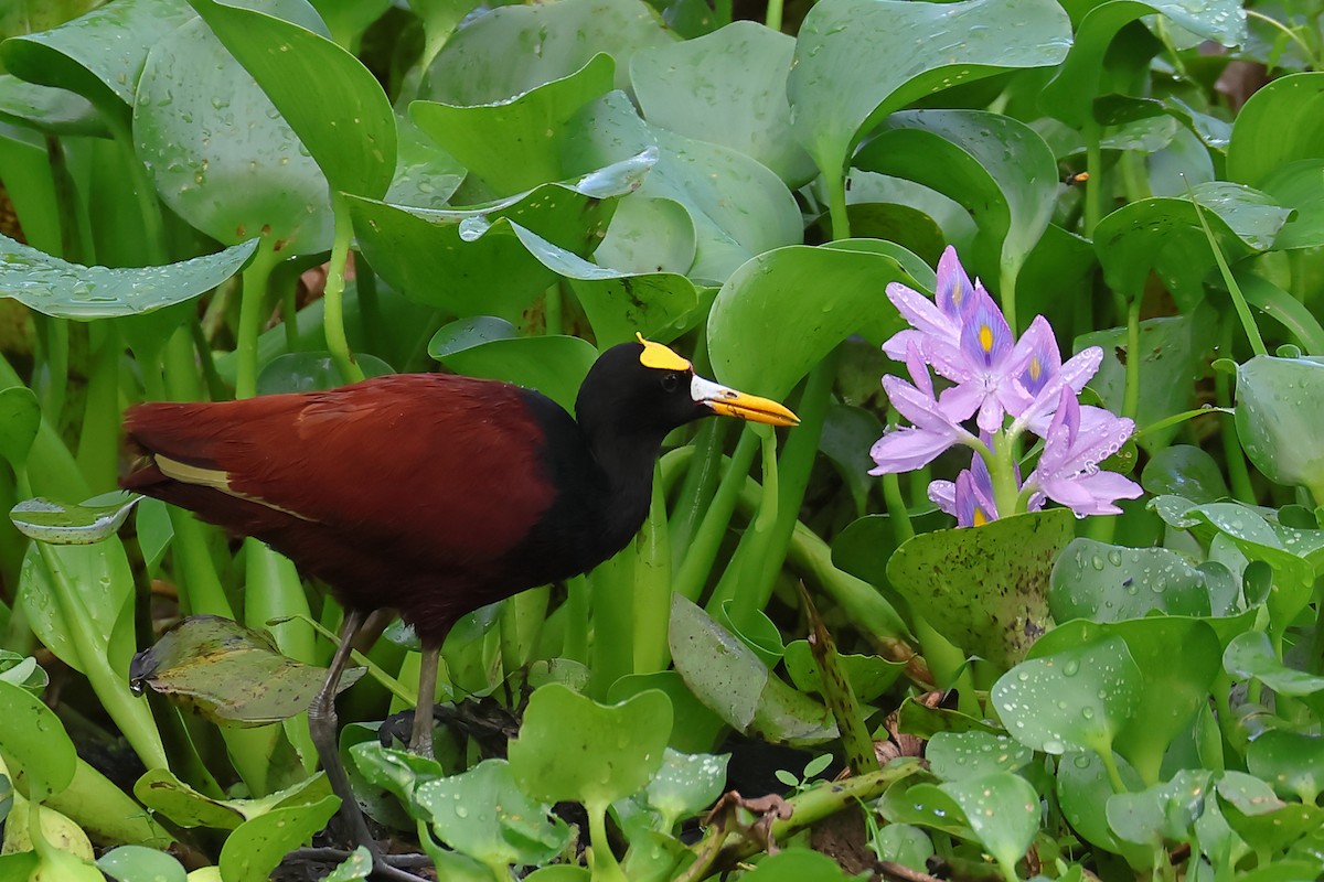 Northern Jacana - ML620196876