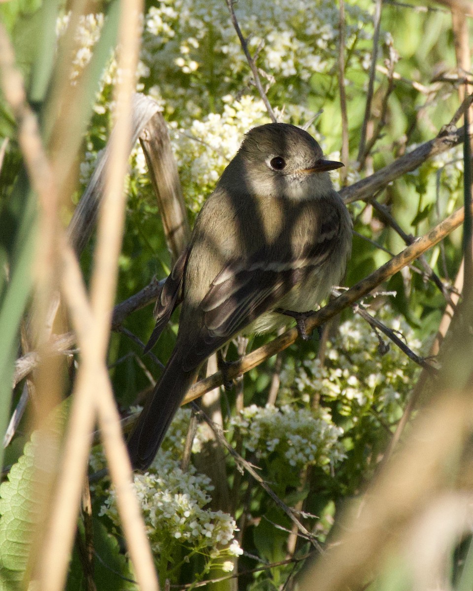 Dusky Flycatcher - ML620196880