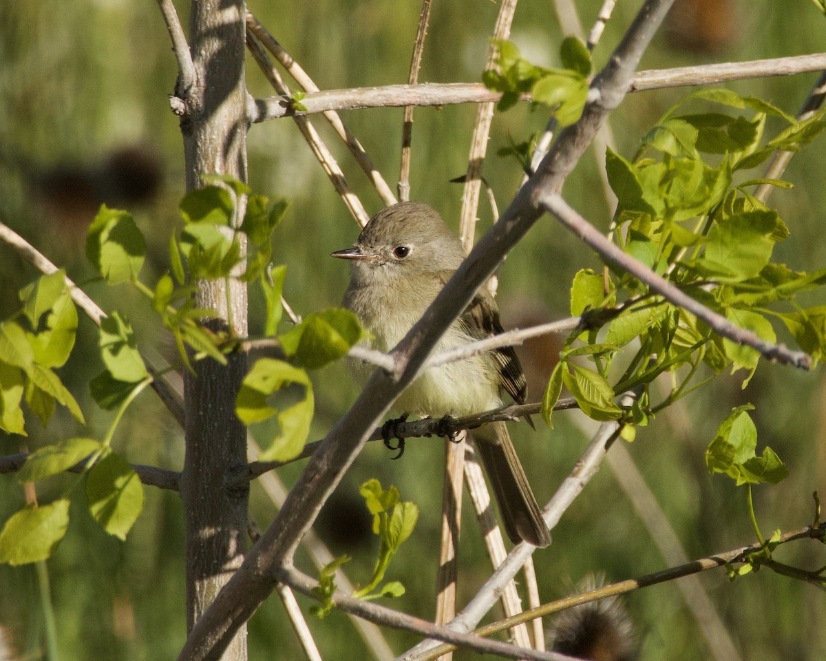 Dusky Flycatcher - ML620196882