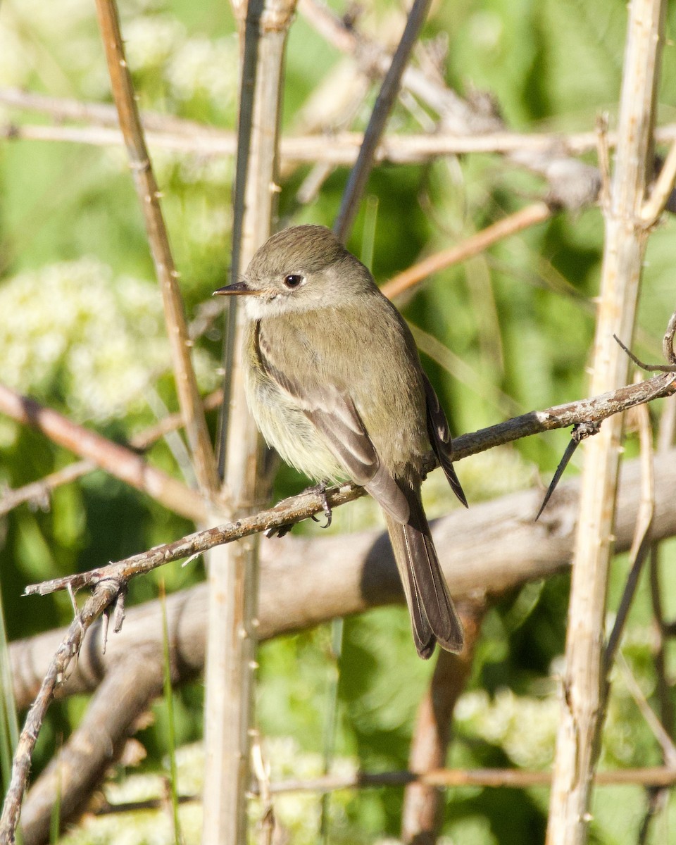 Dusky Flycatcher - ML620196883