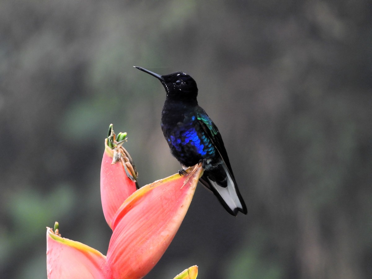 kolibřík hyacintový - ML620196884