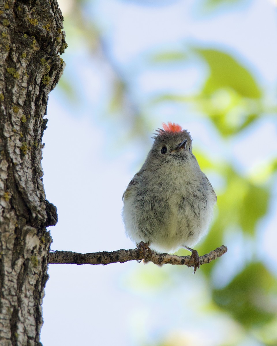 Ruby-crowned Kinglet - ML620196890