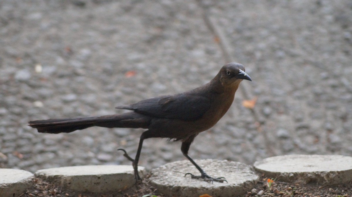 Great-tailed Grackle - ML620196896