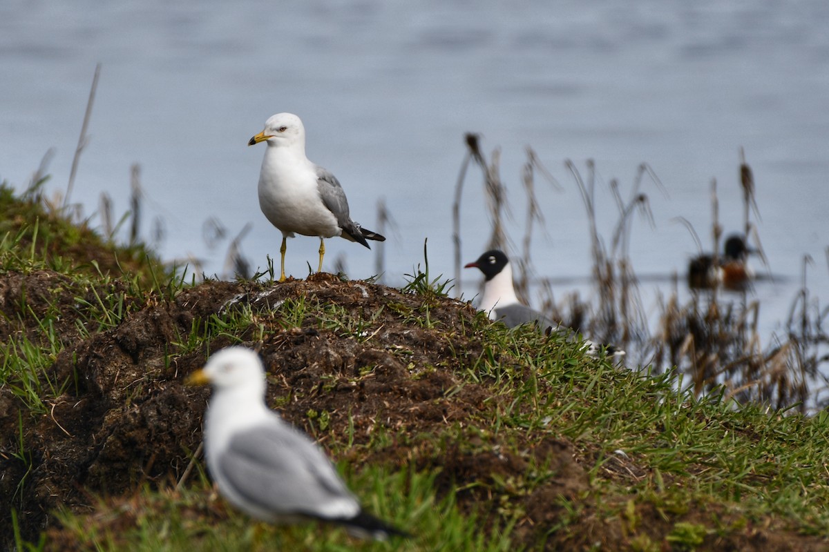 Ring-billed Gull - ML620196900