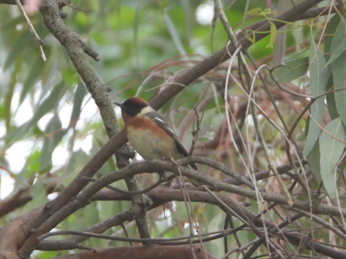 Bay-breasted Warbler - ML620196907