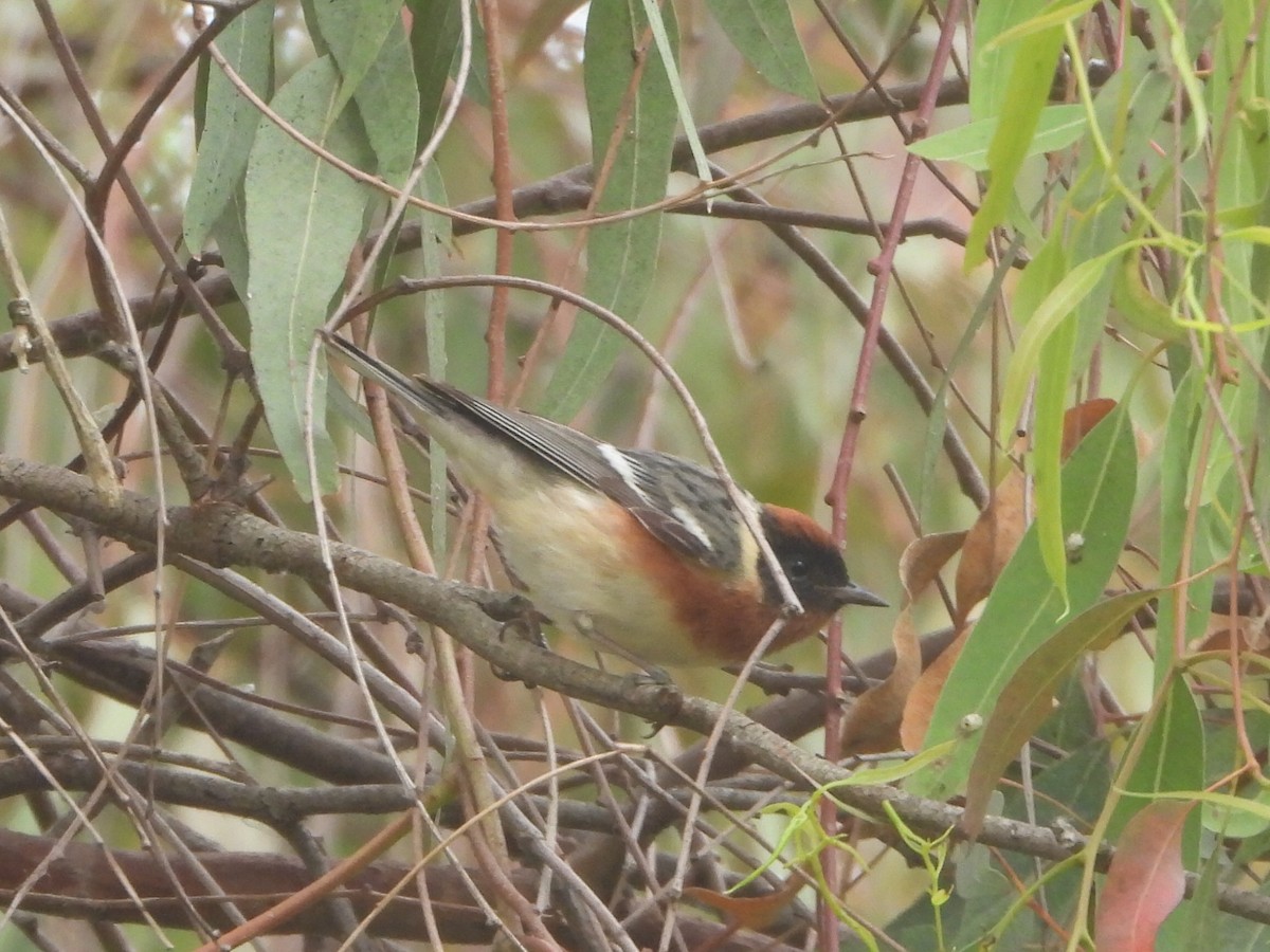 Bay-breasted Warbler - ML620196910