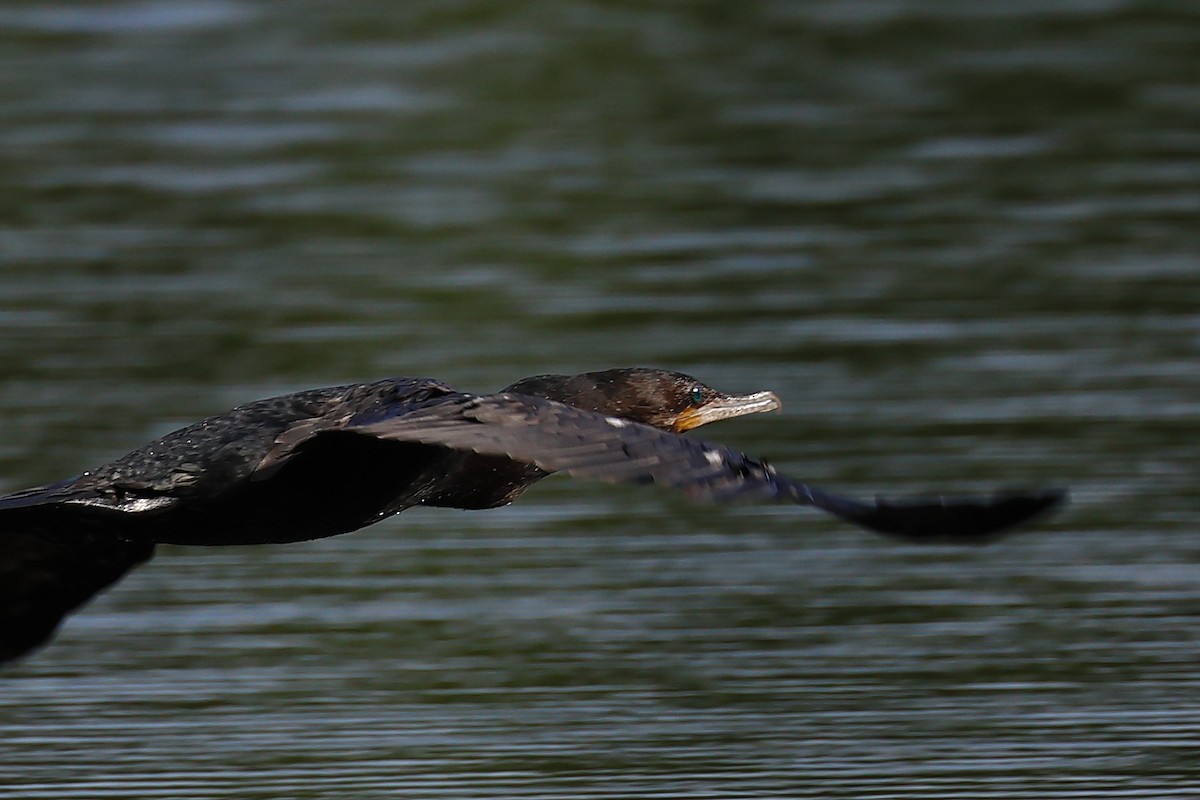 Neotropic Cormorant - ML620196915