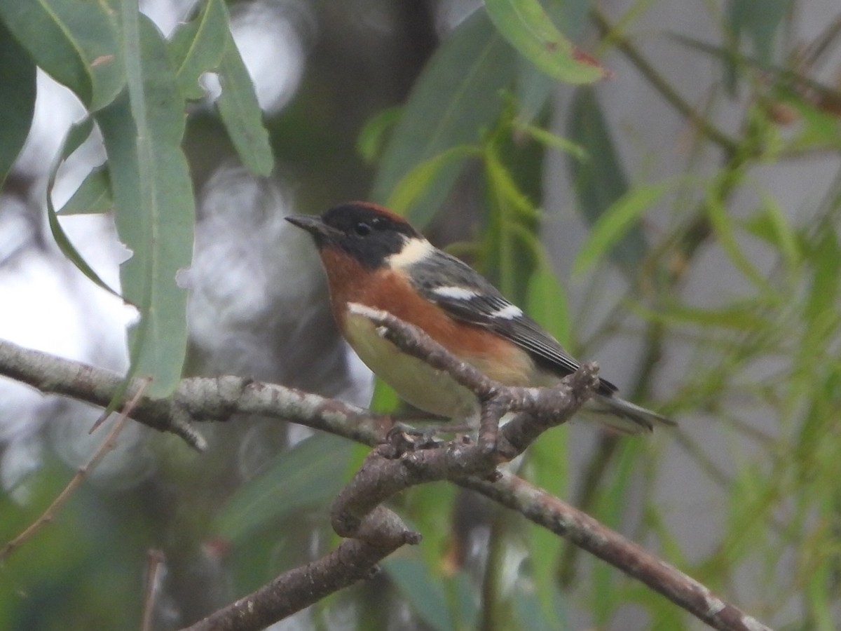 Bay-breasted Warbler - ML620196929