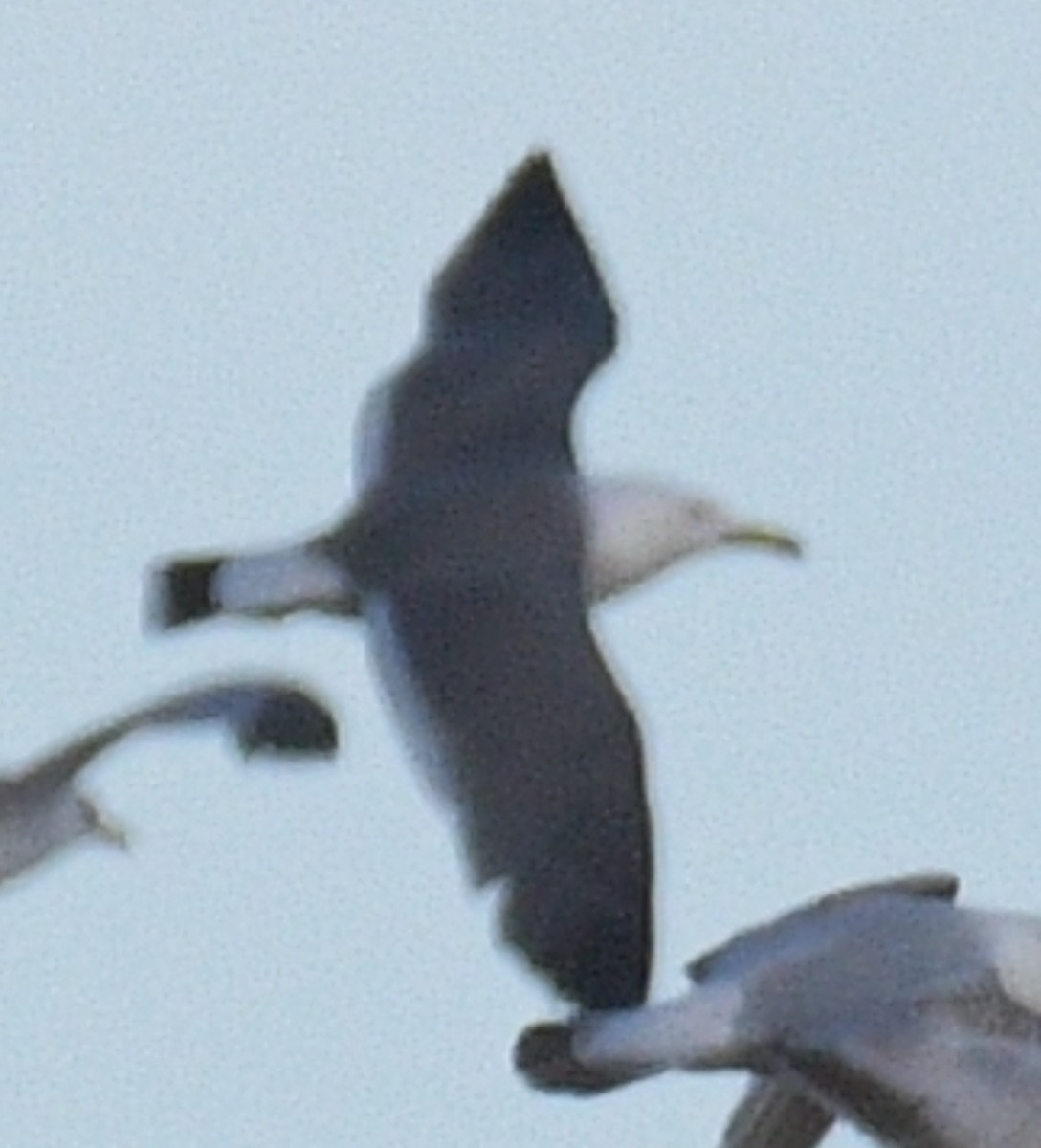 Black-tailed Gull - ML620196932