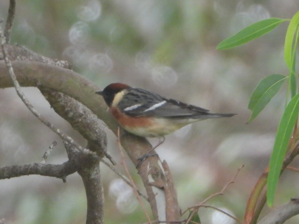 Bay-breasted Warbler - ML620196936