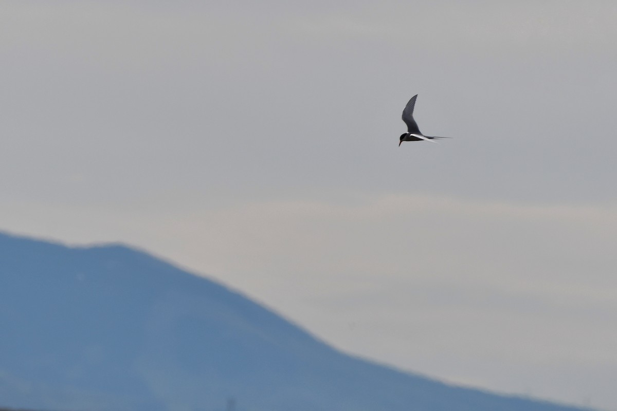 Forster's Tern - ML620196945