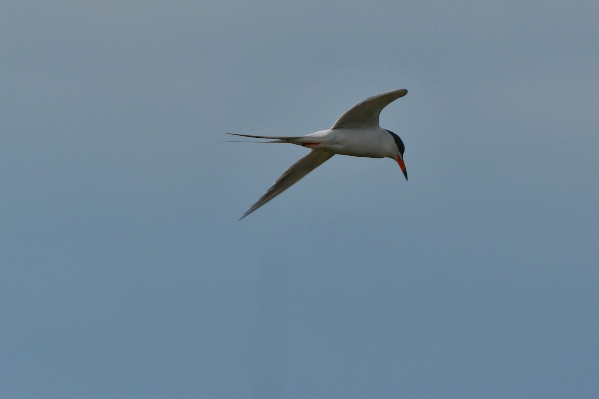 Forster's Tern - ML620196946