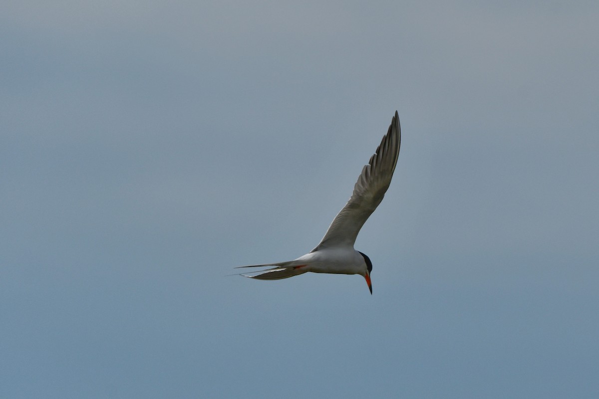 Forster's Tern - Sarah Dix