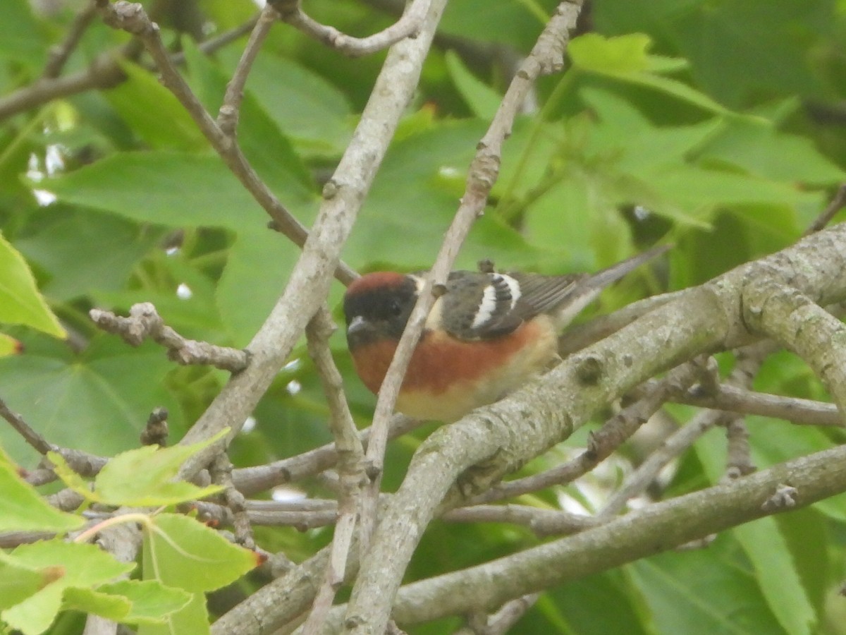 Bay-breasted Warbler - ML620196951