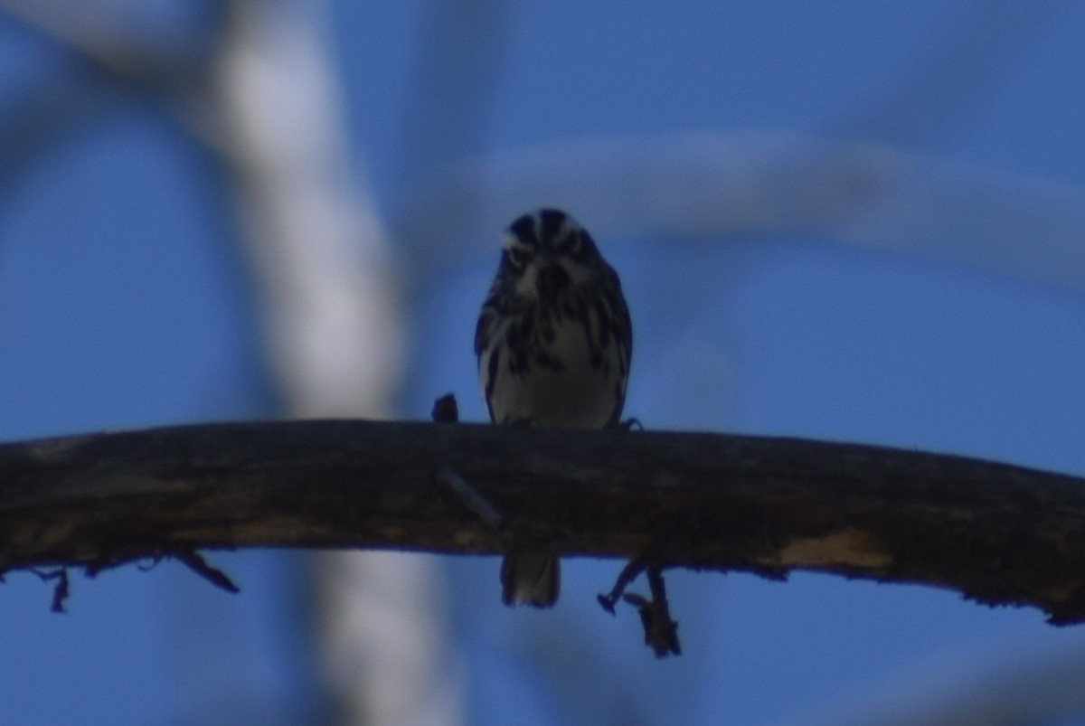 Black-and-white Warbler - ML620196954