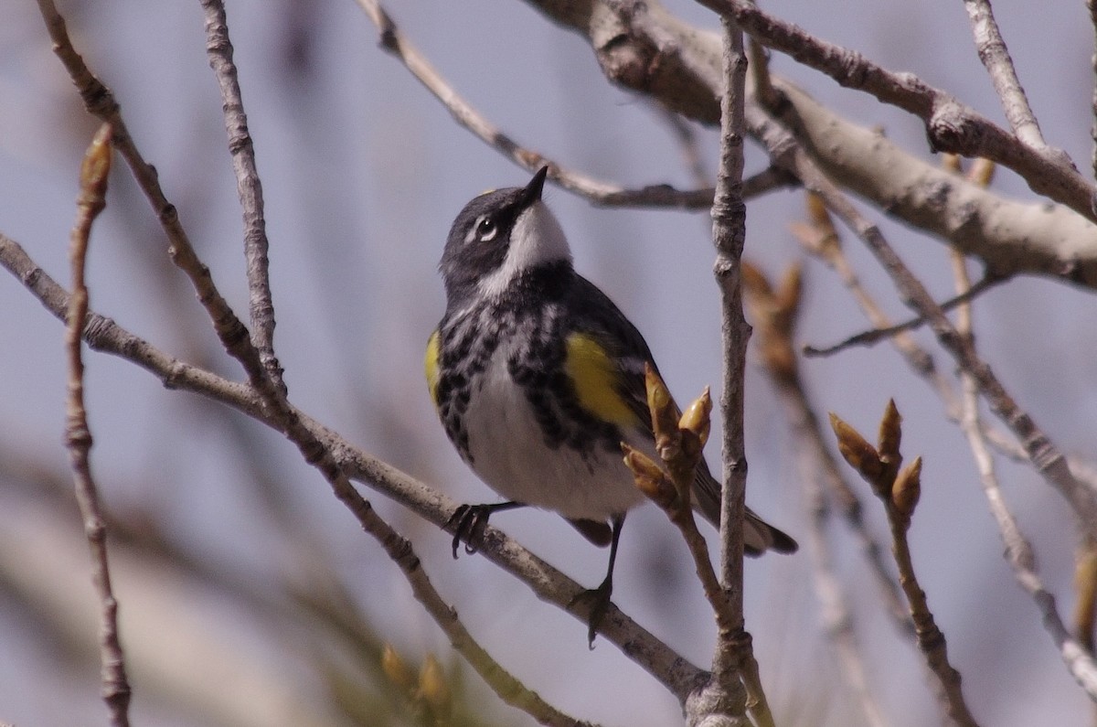 Yellow-rumped Warbler (Myrtle) - ML620196958