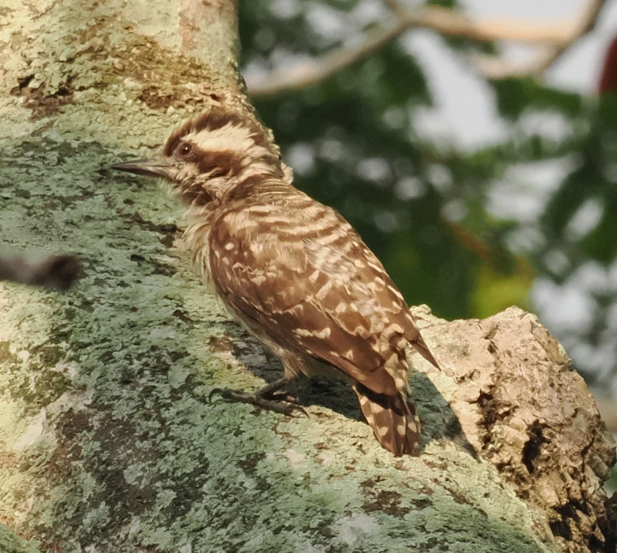 Sunda Pygmy Woodpecker - ML620196960