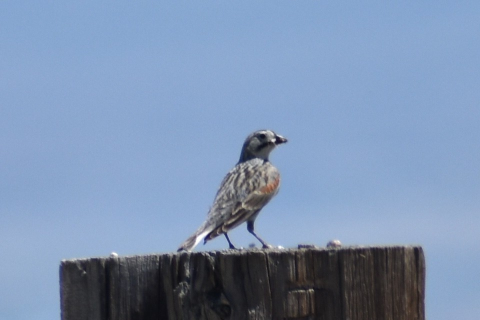 Thick-billed Longspur - ML620196962