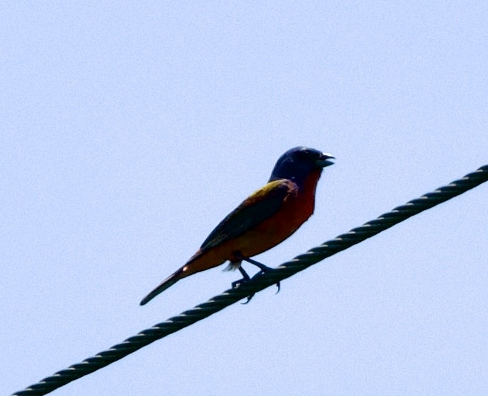 Painted Bunting - ML620196968