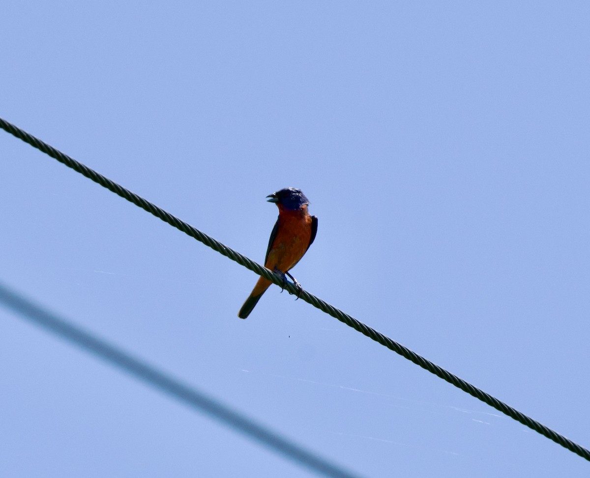 Painted Bunting - ML620196970