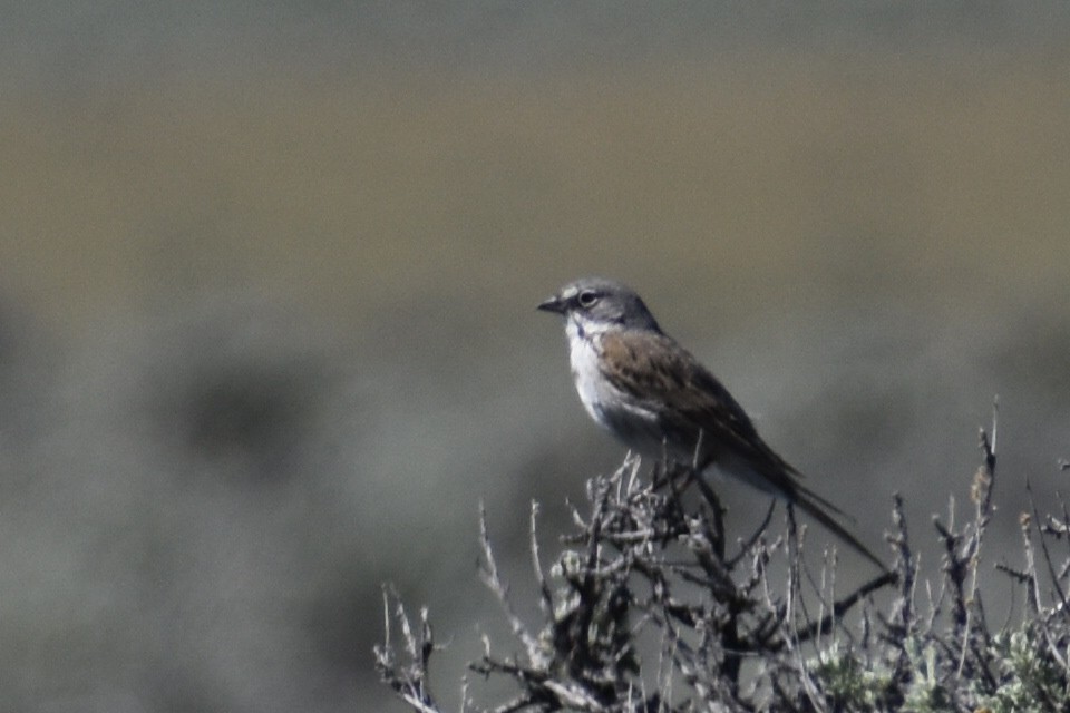 Sagebrush Sparrow - ML620196973