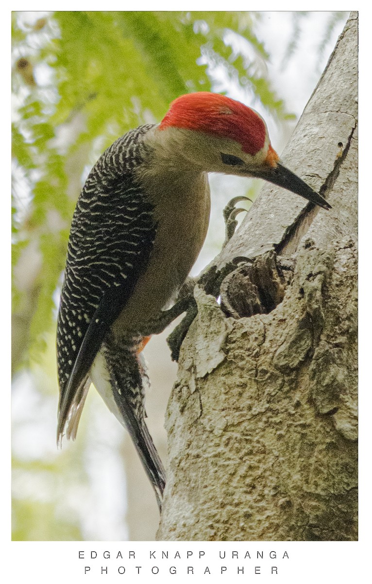 Yucatan Woodpecker - ML620196976