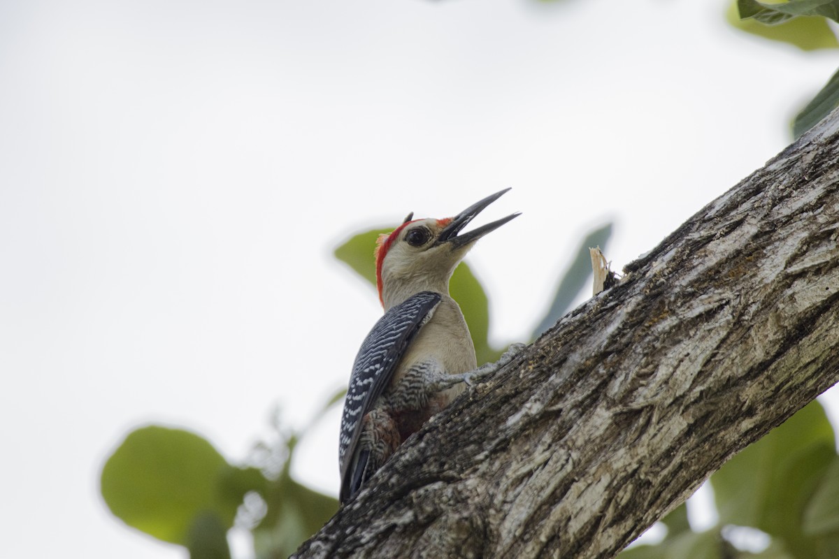 Yucatan Woodpecker - ML620196977