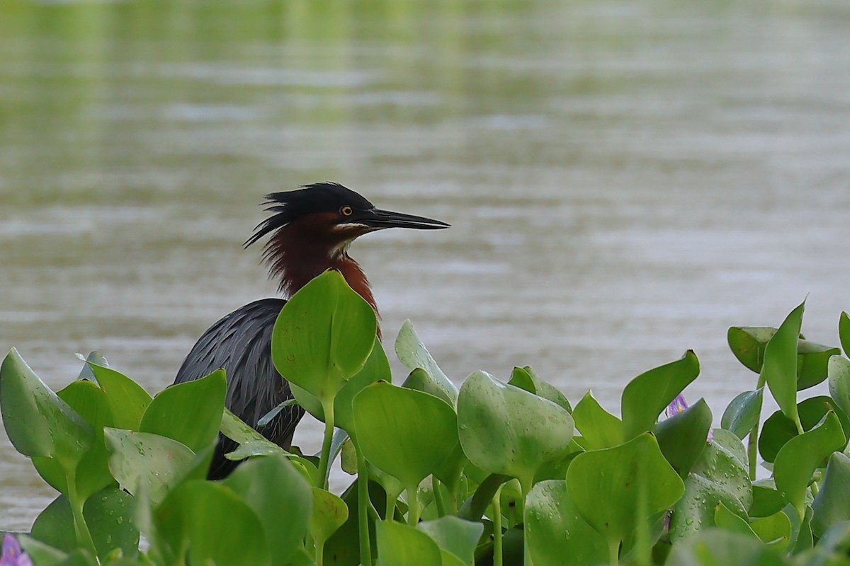 Green Heron - ML620196998