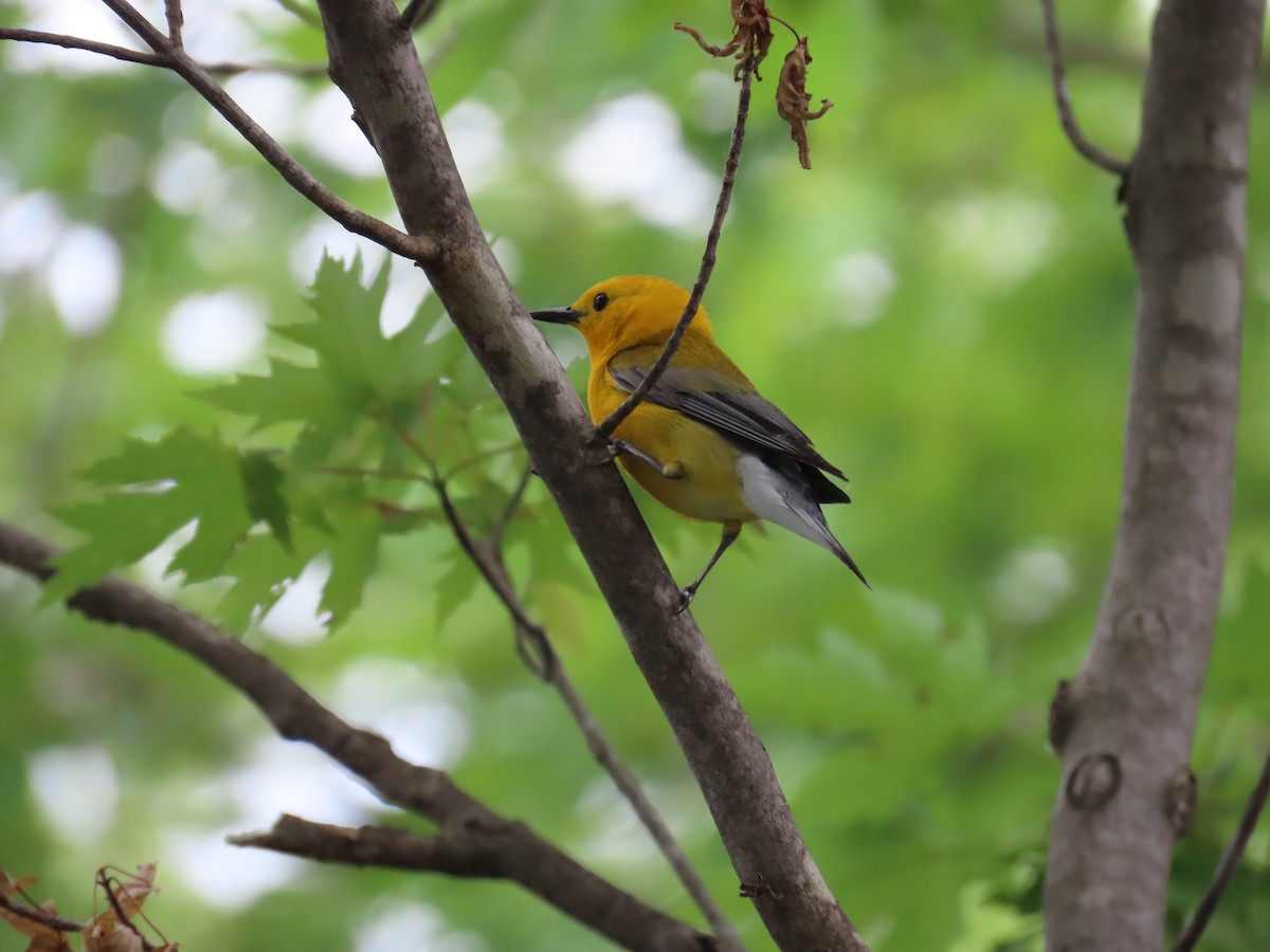 Prothonotary Warbler - ML620197002