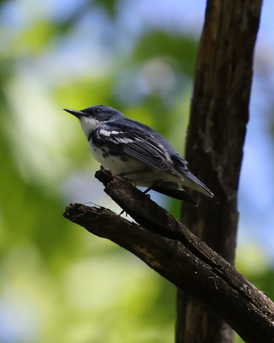 Blauwaldsänger - ML620197024