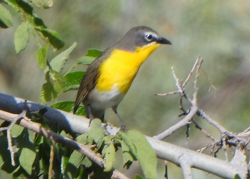 Yellow-breasted Chat - ML620197027