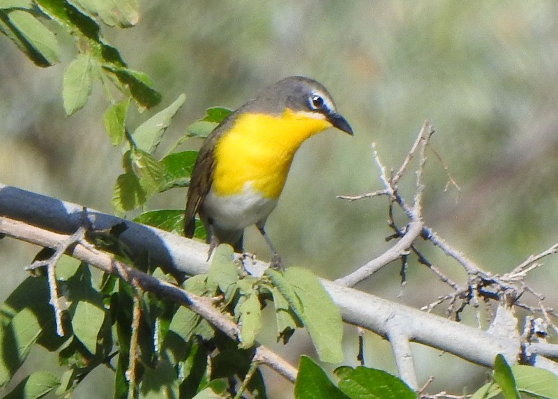 Yellow-breasted Chat - ML620197028