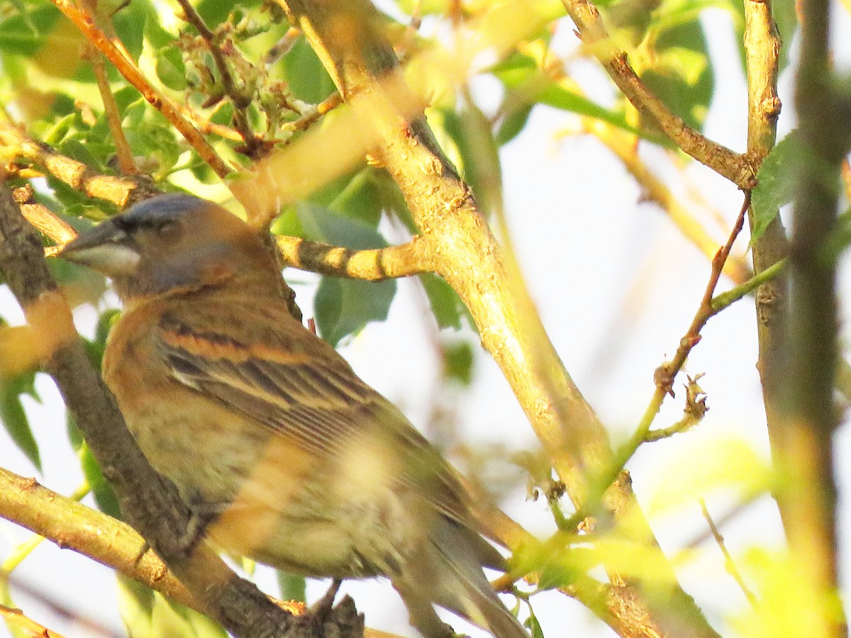 Blue Grosbeak - ML620197034