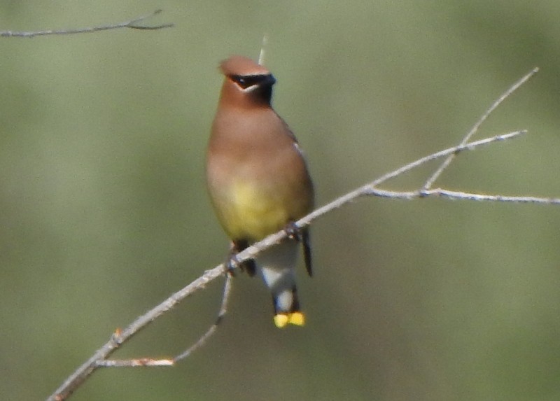 Cedar Waxwing - Andy Frank