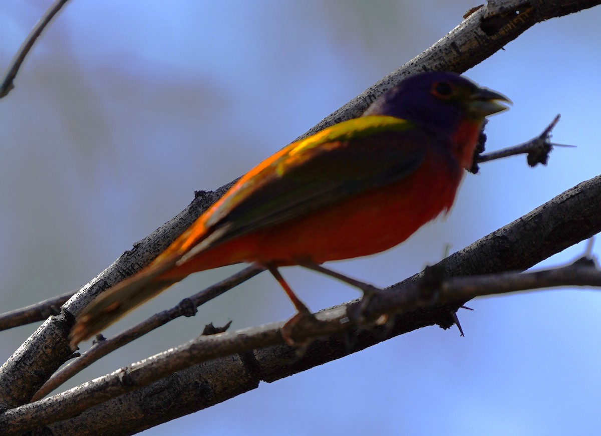 Painted Bunting - ML620197038