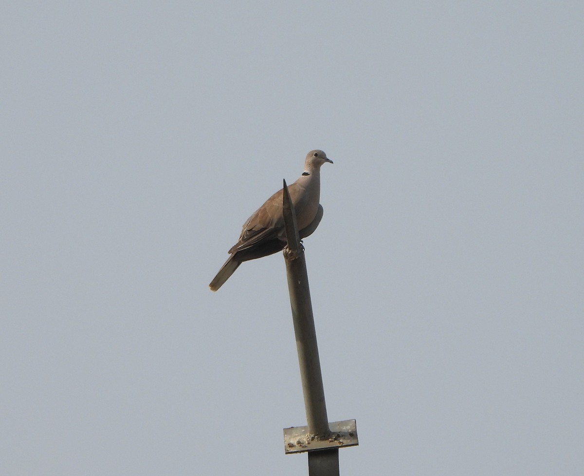 Eurasian Collared-Dove - ML620197040